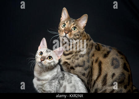 Deux chats de race Bengal Chatterie de chats parfait Pixel, une d'argent un brown. Banque D'Images