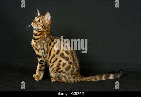 Bengal pure race de Jango jack chatterie Banque D'Images