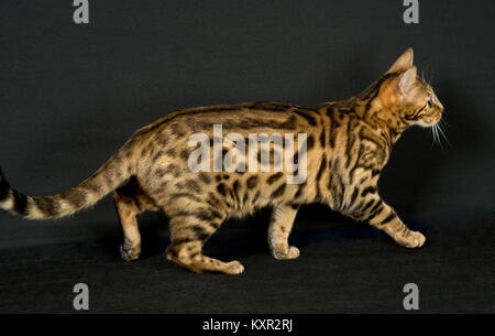 Bengal pure race de Jango jack chatterie Banque D'Images