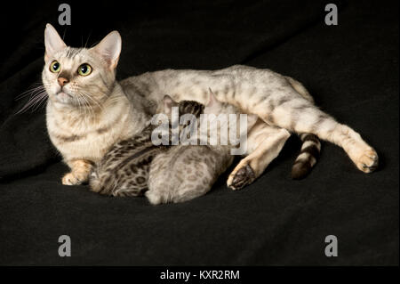 Pure race magnifique bengal silver nursing ses deux chatons de Jango jack chatterie. Un chaton est l'un des spots de lumière est l'apparition de taches sombres. Banque D'Images