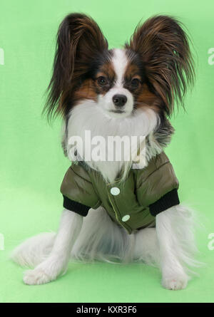 Belle jeune épagneul continental papillon dans une veste d'hiver sur fond vert Banque D'Images