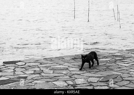 Un chat noir marchant sur une jetée sur le lac Trasimène Banque D'Images