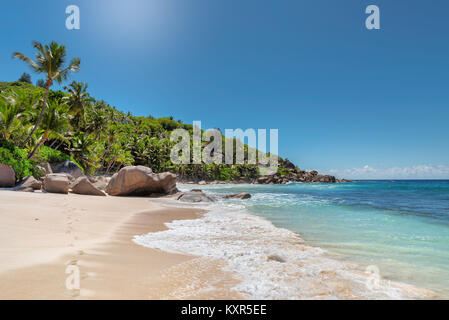 Palmiers sur la plage tropical exotique. Banque D'Images