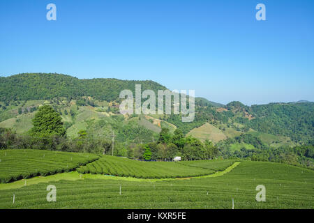 Belle scène de la plantation de thé dans la région de Doi Mae Salong Chiang Rai, Thaïlande Banque D'Images