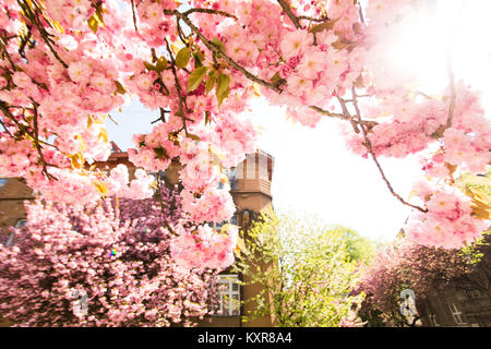 Belle fleur de cerisier sakura au printemps plus vieille maison Banque D'Images