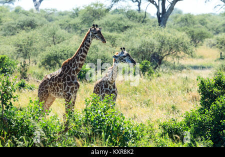 Girafe Masai le pâturage dans le Serengeti Banque D'Images