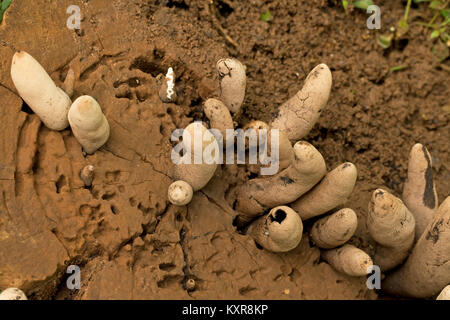 Doigt de l'homme mort (champignon Xylaria polymorpha) Banque D'Images