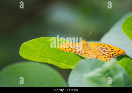 Silver-lavé Fritillary Butterfly reposant sur des feuilles vertes Banque D'Images