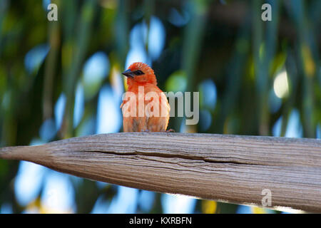 Fody rouge (Foudia madagascariensis) endémique à Madagascar, Ranomafana National P., mais l'espèce a été introduite sur plusieurs îles de l'océan Indien. Banque D'Images