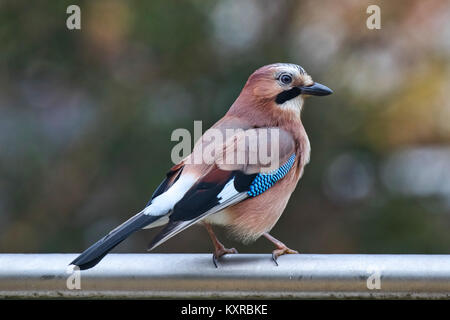 Le geai eurasien (Garrulus glandarius), Riehen, canton de Bâle-ville, Suisse. Banque D'Images