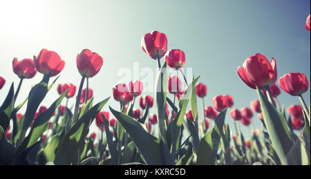 Jolies tulipes rouges tourné par le dessous pendant le coucher du soleil à un grand angle et un effet de filtre comme instagram ou app action appliquée et tonique en rétro Banque D'Images