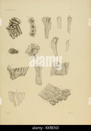 Illustration botanique de *Calamocrinus diomed*, une espèce de crinoïde éteinte, montrée sur la planche IX à partir d’une revue scientifique ou d’un catalogue. Banque D'Images