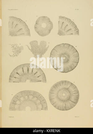 Ceci est une illustration de l'espèce fossile Calamocrinus diomed, présentée dans la planche XXI d'une référence paléontologique. L'espèce fait partie de la famille des crinoïdes. Banque D'Images