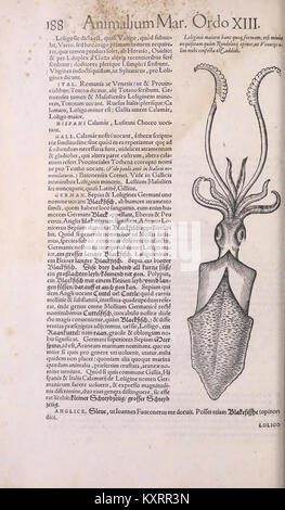 Page 188 tirée de 'Historiae Animalium Liber II' de Conrad Gesner, un texte zoologique précoce contenant des descriptions détaillées des animaux et des illustrations gravées sur bois. Banque D'Images