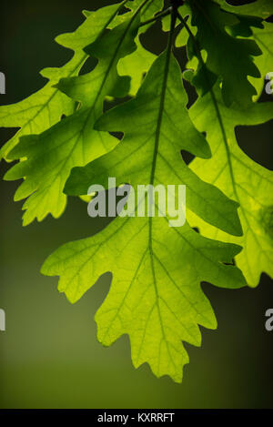 Feuilles de chêne à gros fruits (Quercus macrocarpa), Dakota du Sud, USA, par Bruce Montagne/Dembinsky Assoc Photo Banque D'Images