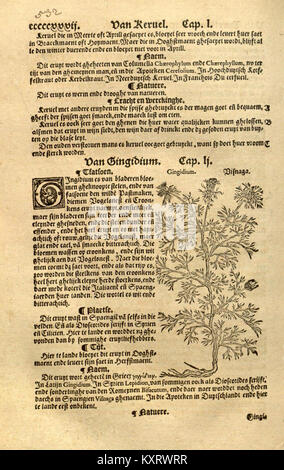 Une page du XVIe siècle de 'Crŭÿde boeck', contenant des illustrations botaniques et des notes écrites sur les utilisations médicinales des plantes européennes. Banque D'Images