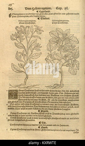 Une page illustrée du XVIe siècle de 'Crŭÿde boeck', contenant des représentations botaniques et des descriptions écrites de plantes médicinales européennes. Banque D'Images