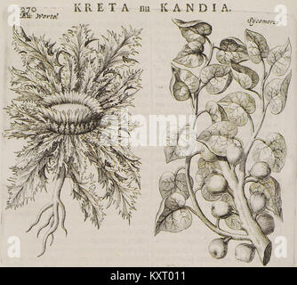 Illustration de la publication d’Olfert Dapper de 1688 montrant l’arbre sycomore (Sÿkomorus), reflétant des études botaniques et géographiques du XVIIe siècle. Banque D'Images