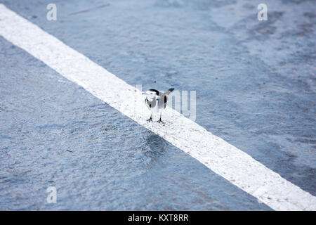 Bergeronnette printanière un pied sur le pont du ferry de Windermere, Lake District, UK. Banque D'Images