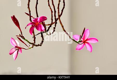 Un spray d'frangipani plumeria ou rouge en fleur soleil isolés contre un mur blanc Banque D'Images