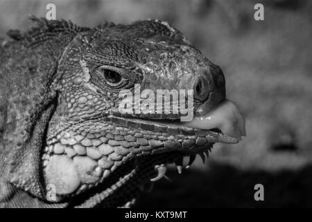 L'iguane commun ou Iguane vert / noir et blanc Banque D'Images