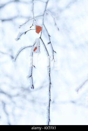 La dernière feuille jaune sur une branche gelée recouverte de givre épineux sur une journée d'hiver ensoleillée Banque D'Images