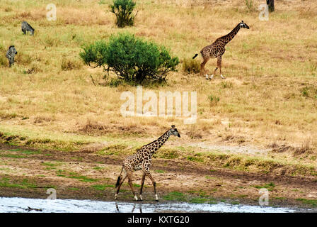 Lits 1 girafes en Tanzanie Serengetti park avec de l'herbe jaune et le coucher du soleil Banque D'Images