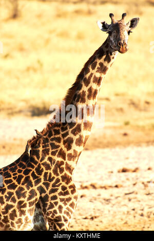 Lits 1 girafes en Tanzanie Serengetti park avec de l'herbe jaune et le coucher du soleil Banque D'Images