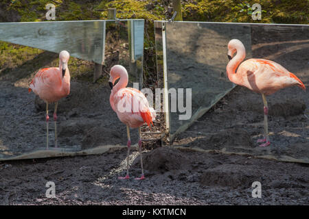 Flamant du Chili (Phoenicopterus chilensis) centre , et des réflexions dans deux miroirs, figurant sur chaque côté. L'un d'un petit troupeau Amazona Z Banque D'Images