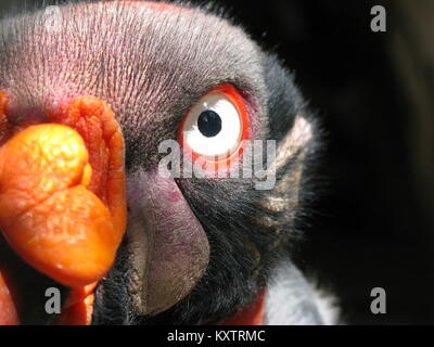 Vautour pape (Sarcoramphus papa) super caméra près Banque D'Images