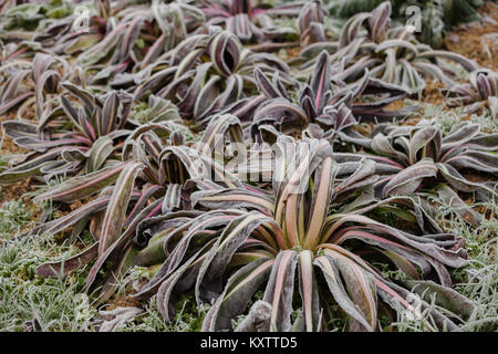 Salade de gel après une nuit froide en hiver Banque D'Images