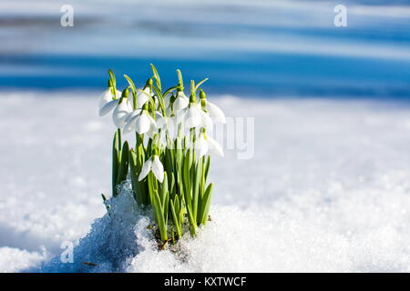 Perce-neige s'élevant de la neige et de glace pour annoncer le printemps Banque D'Images