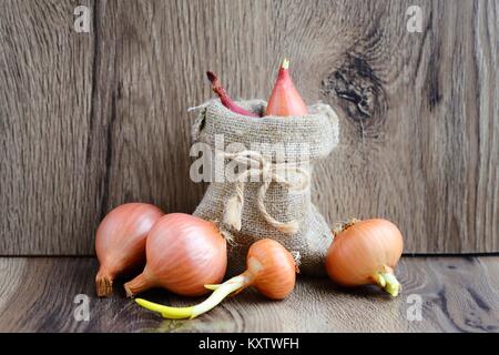 Les oignons (bulbes secs à la plantation dans un petit sac sur fond de bois Banque D'Images