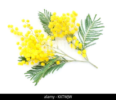 Mimosa (silver wattle) isolé sur fond blanc Banque D'Images