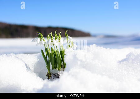 Perce-neige s'élevant de la neige et de glace pour annoncer le printemps Banque D'Images