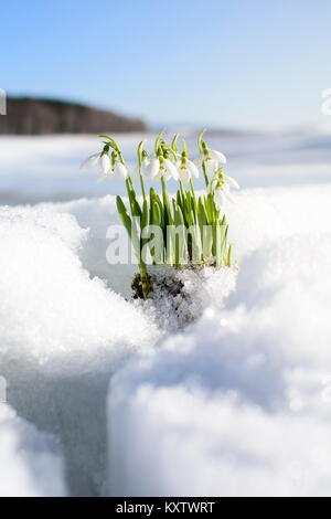 Perce-neige s'élevant de la neige et de glace pour annoncer le printemps Banque D'Images