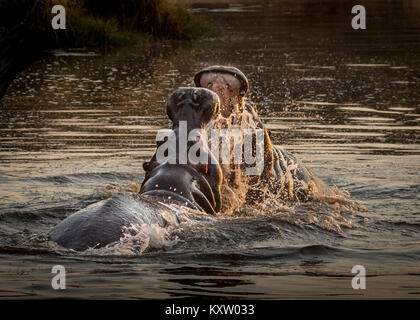 Hippo différend au lever du soleil Banque D'Images