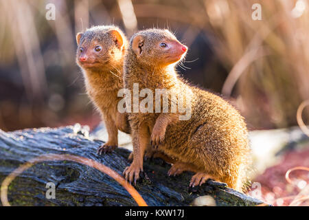 Deux mangoustes naines commun curieux regard dans des directions opposées pour des signes de danger. Banque D'Images