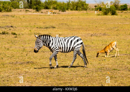 Un zèbre isolé dans la savane à pied du Parc national du Masai Mara au Kenya Banque D'Images