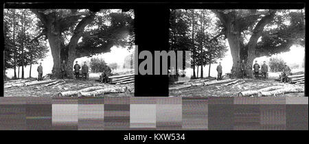 Photographie de la forêt de Wailly près d'Amiens, France, avec un vieux chêne entouré de bois denses et de végétation naturelle. Banque D'Images