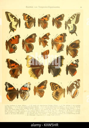 Fr. La berge nach dem Schmetterlingsbuch Lepidopterologie der gegenwärtigen Stande neu bearb. und hrsg. von Professor Dr. H. Rebel BHL9445443 Banque D'Images