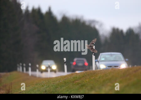 Nortthern Chouette épervière (Surnia ulula) face à danger par la chasse les rongeurs au bord de la route. L'Estonie, de l'Europe. Banque D'Images