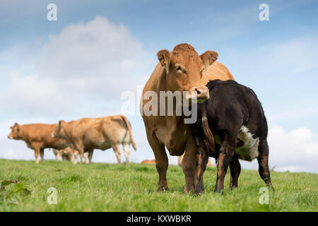 Vache limousine et son veau boire du lait de ses mamelles. , Cumbria (Royaume-Uni). Banque D'Images