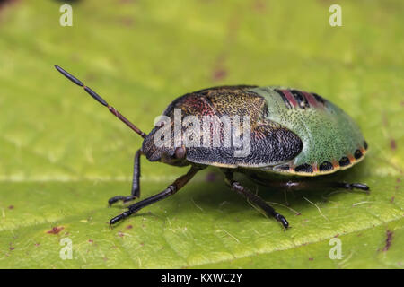 L'ajonc Shieldbug dernier stade nymphe (Piezodorus lituratus) reposant sur une feuille. Cahir, Tipperary, Irlande. Banque D'Images