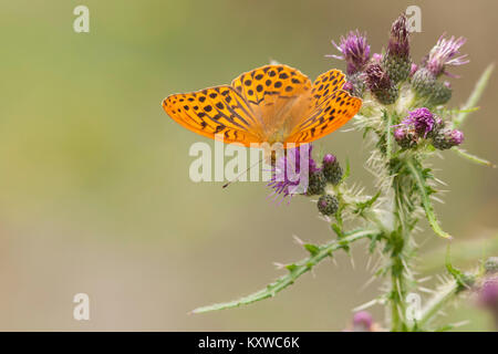 Lavé d'argent (Argynnis paphia Fritillary butterfly) se nourrissant d'un chardon. Goatenbridge, Tipperary, Irlande. Banque D'Images