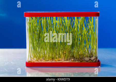 Plantes génétiquement modifiées dans un laboratoire scientifique des plantes OGM dans le laboratoire Banque D'Images