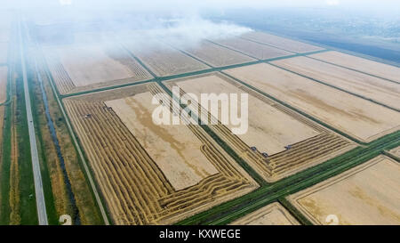 Moissonneuses-batteuses Don. Machines agricoles. Vue sur le champ d'en haut tandis que la récolte du riz avec l'aide de pêcheurs. Banque D'Images
