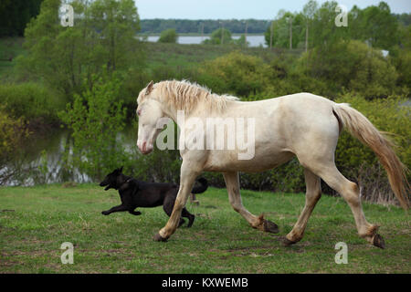 Amitié animale cremello cheval à sang chaud Playing with dog Banque D'Images