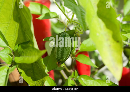 Cucamelon fruits, également connu sous le nom de cornichons aigre mexicain Mexicain, concombres, ou Melothria scabra qui poussent sur la vigne en plein soleil Banque D'Images