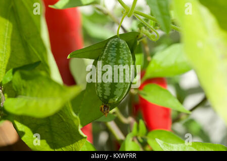 Cucamelon fruits, également connu sous le nom de cornichons aigre mexicain Mexicain, concombres, ou Melothria scabra qui poussent sur la vigne en plein soleil Banque D'Images